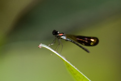 Heliocypha fenestrata cornelli