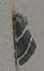 Hemileuca tricolor