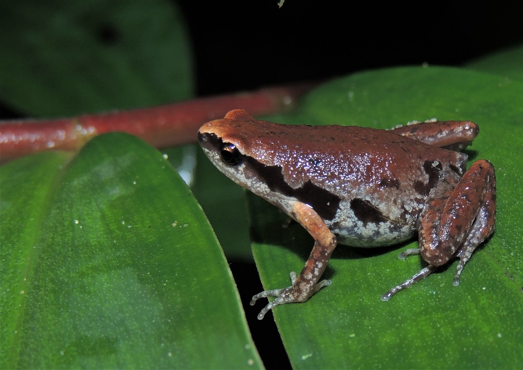 Northeast Indian Paddy Frog