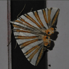 Pityeja histrionaria