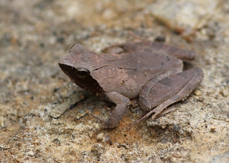 Coast River Frog