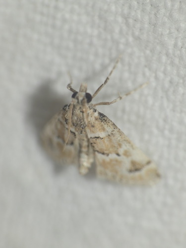 Asopie délicate