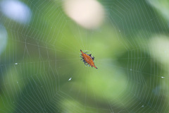 Gasteracantha diardi
