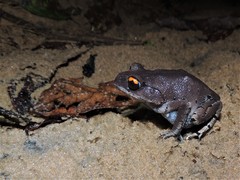 Leptobrachium