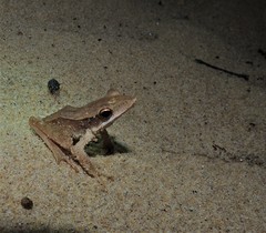 Clinotarsus alticola