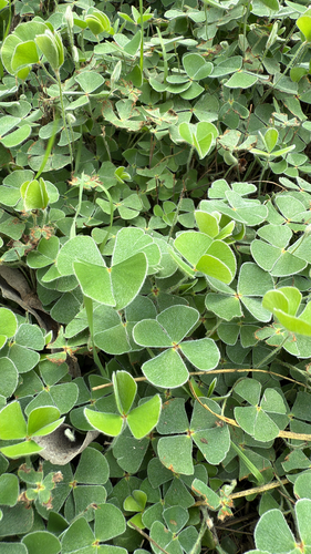 Bigfoot Waterclover (Marsilea macropoda)