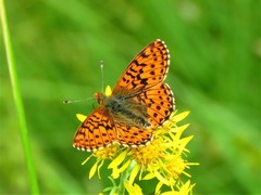 Boloria aquilonaris