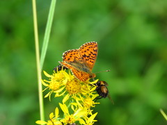 Boloria aquilonaris