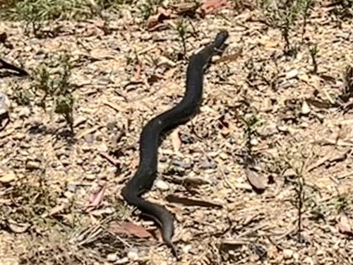 Australian Black Snakes sighting