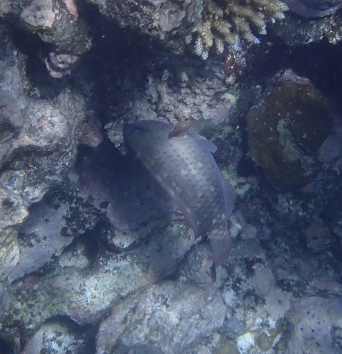 Chlorurus spilurus