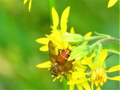 Leskia aurea