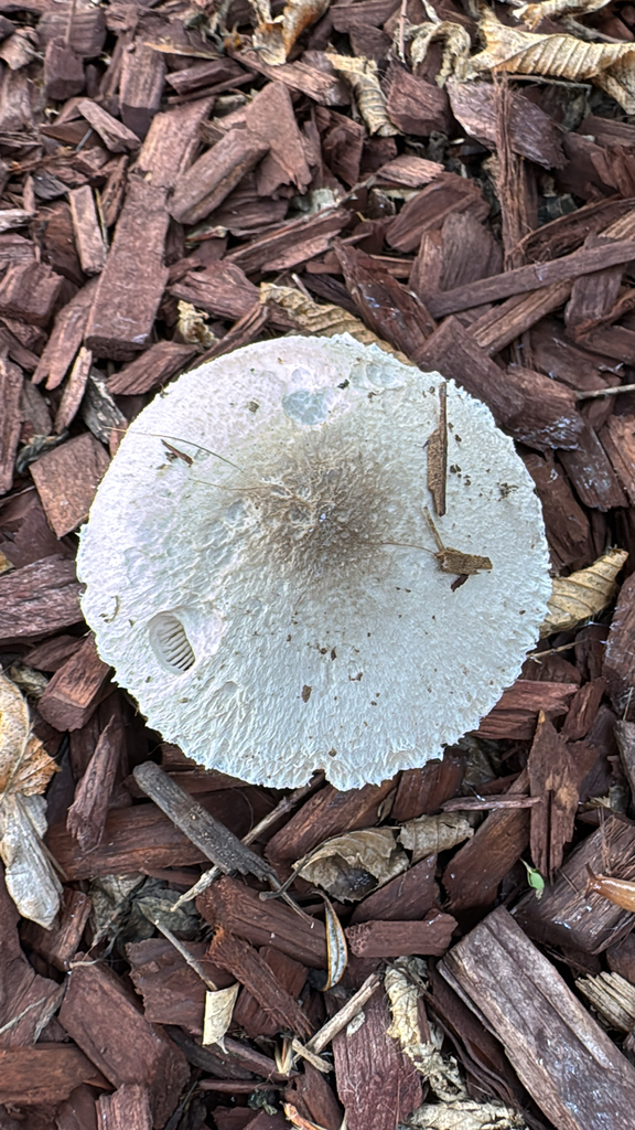 Leucocoprinus barssii