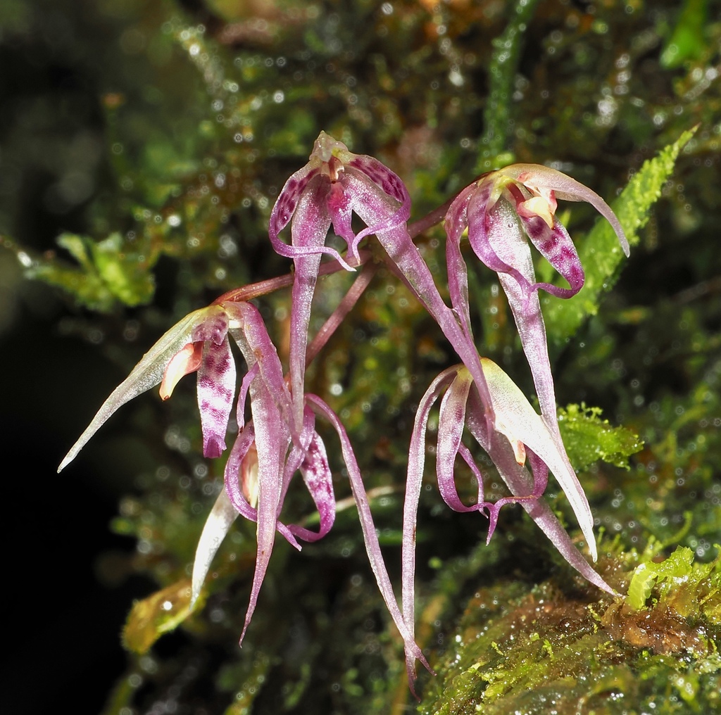 Macroclinium escobarianum