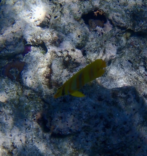 Chaetodon rainfordi