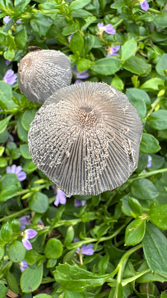Coprinopsis lagopus · November 2025 · photo: © natureenthusiast_elle (iNaturalist, cc-by-nc)