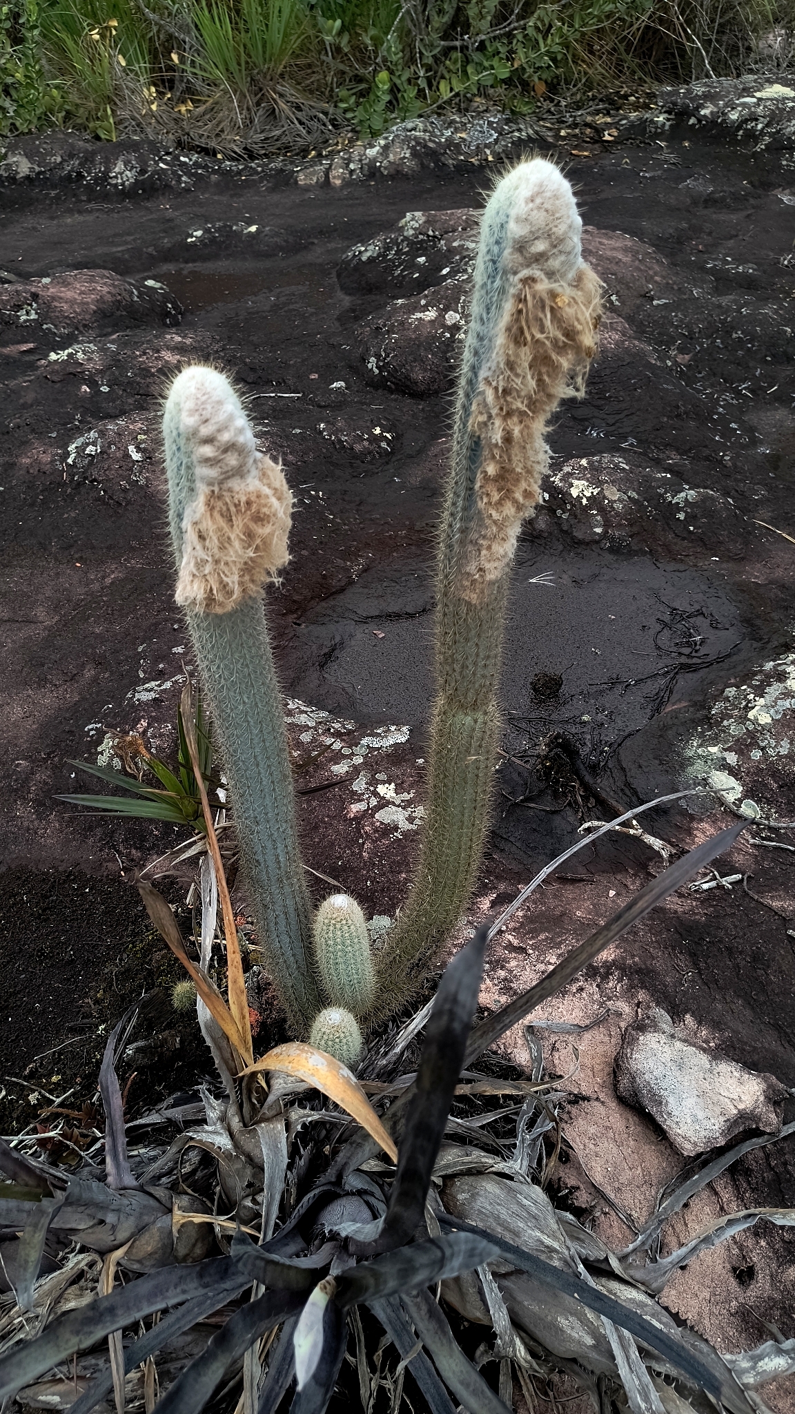 Micranthocereus purpureus