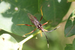Holhymenia