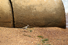 Actitis hypoleucos