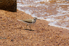 Actitis hypoleucos