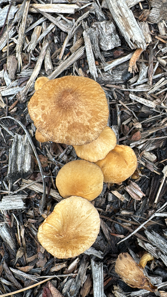 Conocybe · November 2025 · photo: © natureenthusiast_elle (iNaturalist, cc-by-nc)