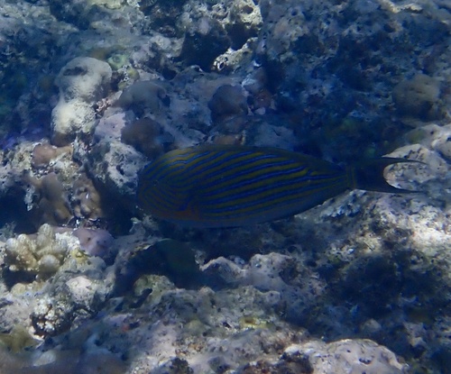 Acanthurus lineatus