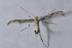 Amblyptilia