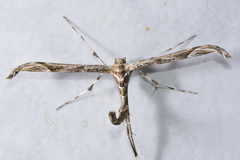 Amblyptilia