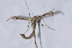 Amblyptilia