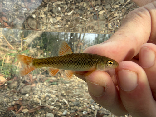 Redtail Chub