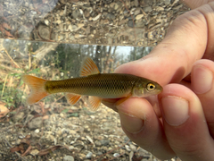 Redtail Chub photo 2