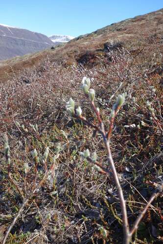 Grayleaf Willow (Salix glauca)
