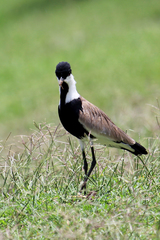 Vanellus spinosus