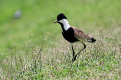 Vanellus spinosus