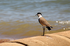 Vanellus spinosus