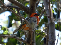 Foudia madagascariensis