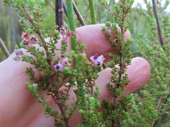 Erica latifolia