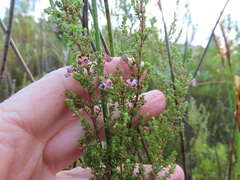 Erica pubigera