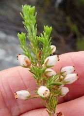 Erica pubigera