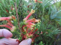 Erica versicolor