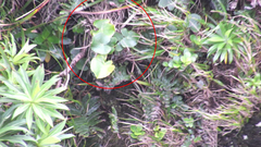 Dendroseris berteroana