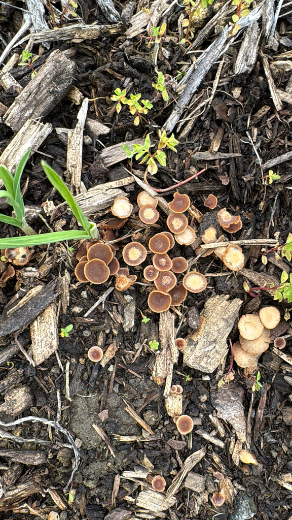 Galerina badipes · November 2025 · photo: © natureenthusiast_elle (iNaturalist, cc-by-nc)