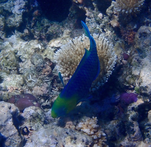 Scarus spinus