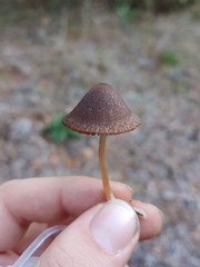 Psathyrella atrospora