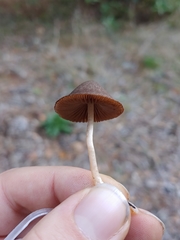 Psathyrella atrospora
