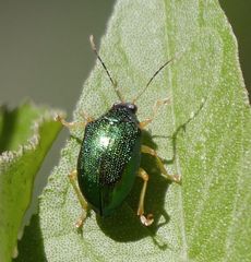 Colaspis laeta