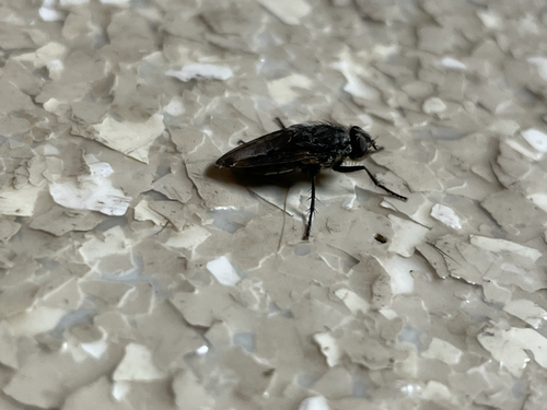 Unknown species found near WY-22, Wilson, WY, US