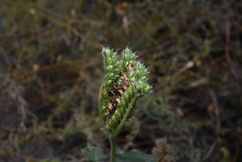 rock phacelia (Phacelia rupestris)