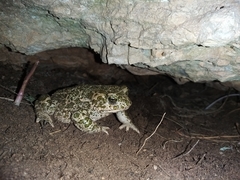 Bufotes boulengeri
