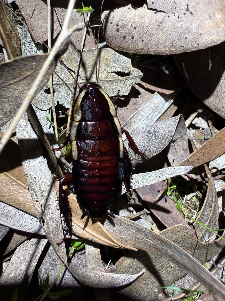 Gisborne Cockroach from Wellington Forest WA 6236, Australien on ...