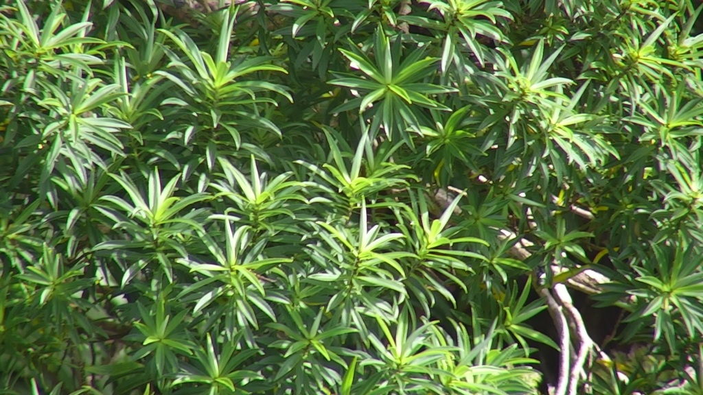 Robinsonia gracilis